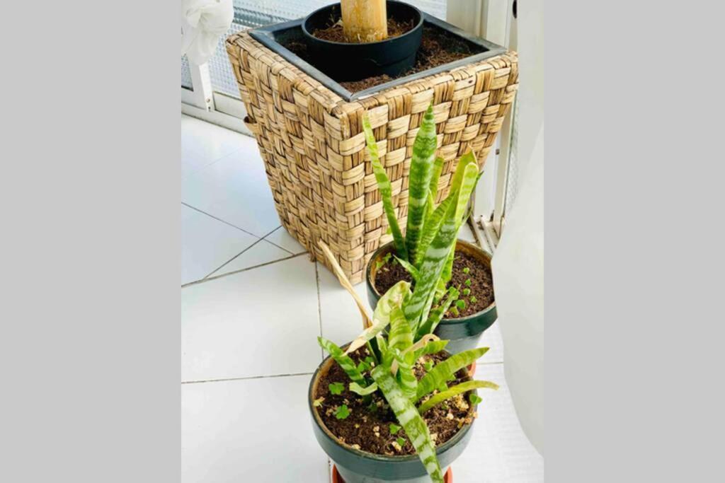 Begonia City Center Apartment 230 By Namaste Elite توريمولينوس المظهر الخارجي الصورة